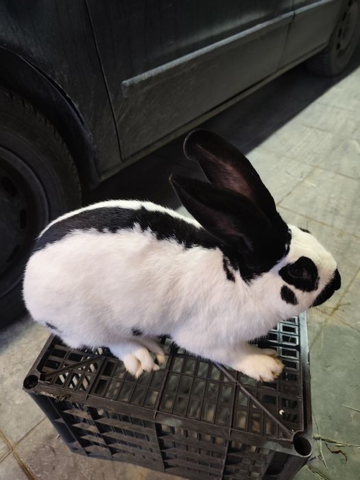 Samiec Srokacz Niemiecki