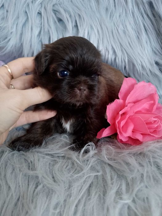 Piękna czekoladowa suczka Shih -Tzu szuka domku