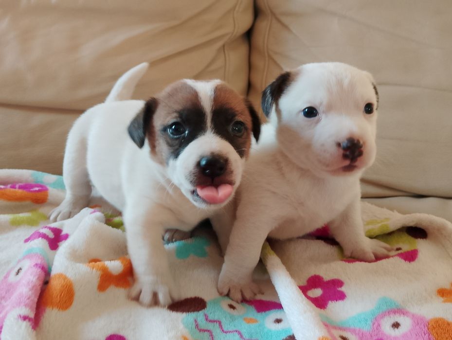 Jack Russell terrier