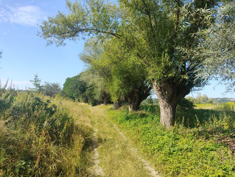 Działka budowlana Łapanów (Boczów) 10, 20,30 arów lub więcej. - Więcej