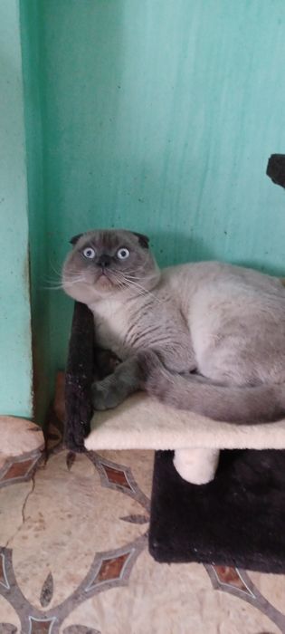 Вислоухий колорный мальчик