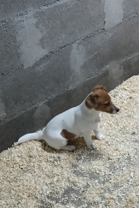 Jack Russell Terrier