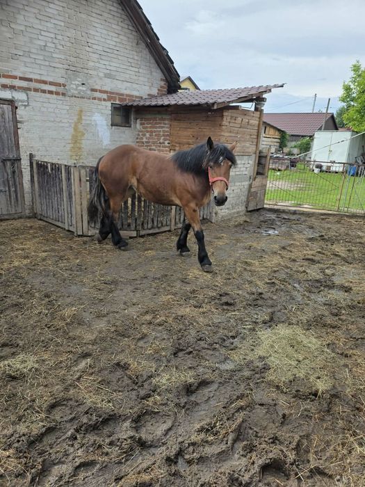 Sprzedam zrebice