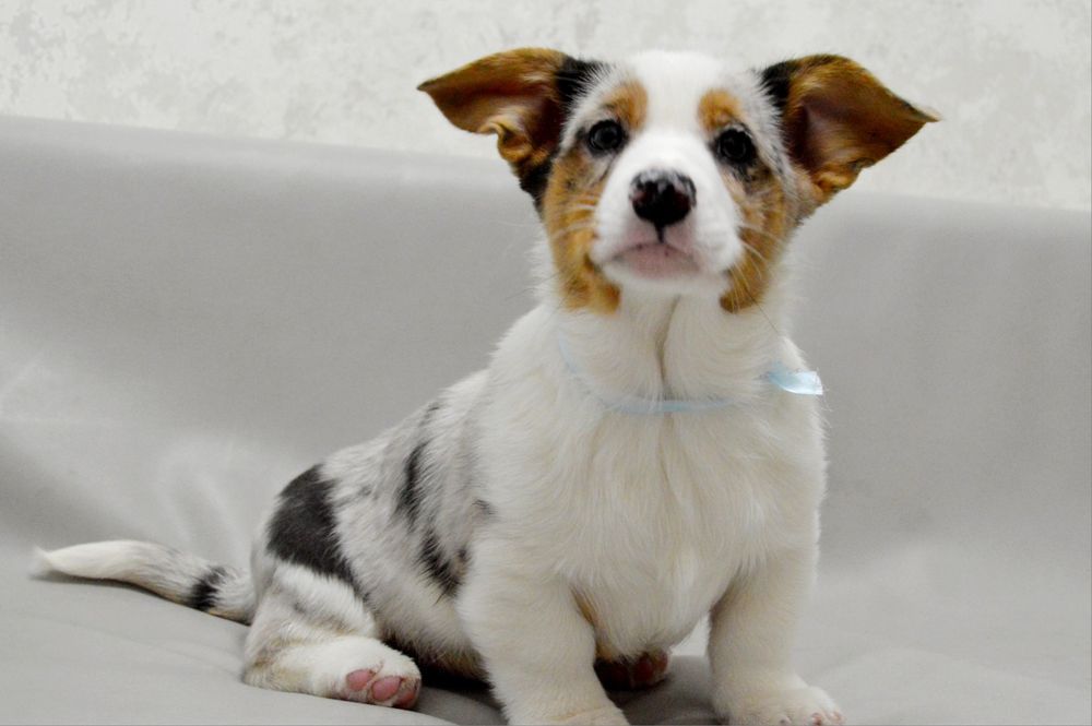 Шикарний хлопчик вельш коргі кардіган