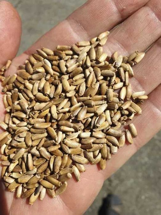 Ostropest plamisty, zbiór 2024