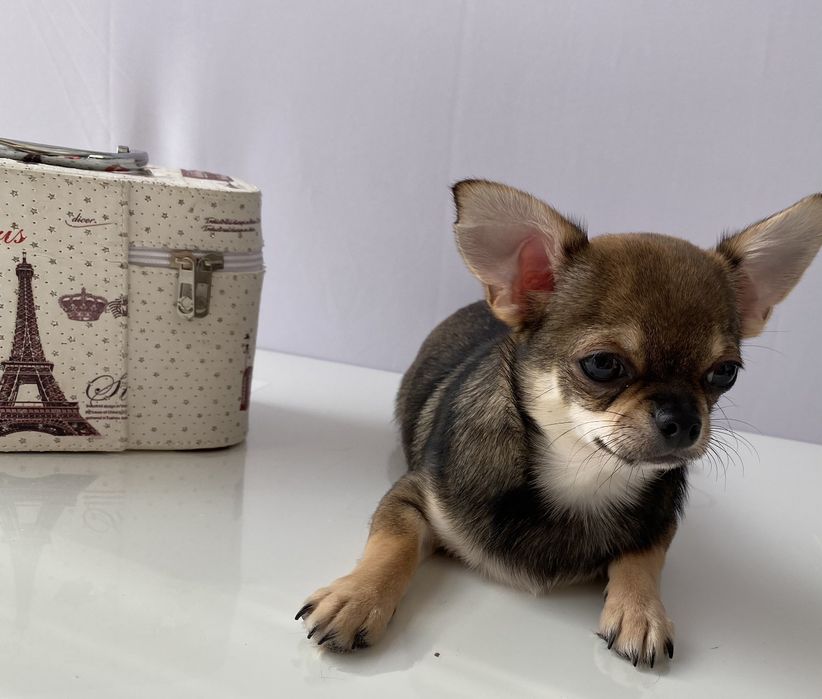 Чіхуа хлопчик гарнесенький.