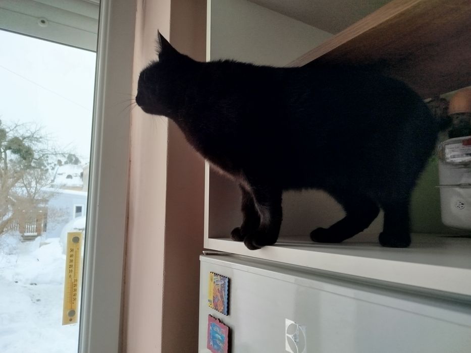 котик ,,валерик,,