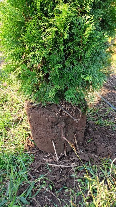 Sprzedam tuje "szmaragd" 1,6m-2,3m