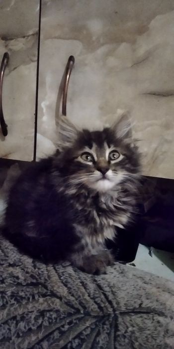 безкоштовно кошенята
