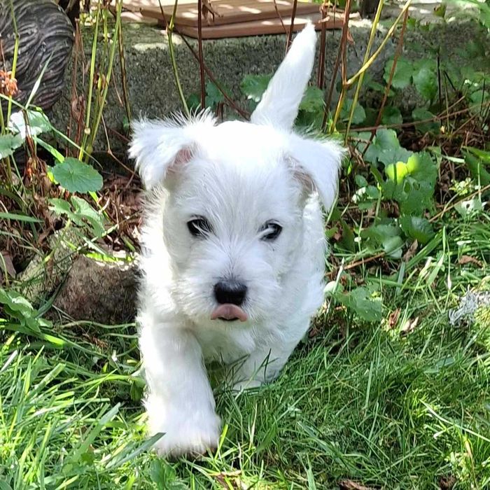 Szczeniak West Highland White Terrier FCI