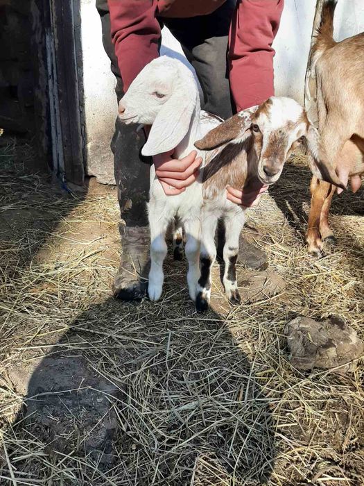 Продаються козинята англонубійські