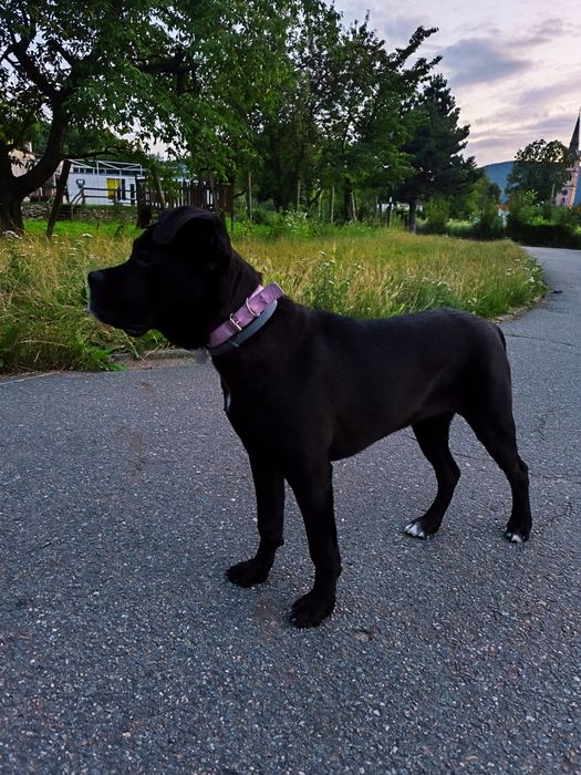 Cane Corso szczenię suczka