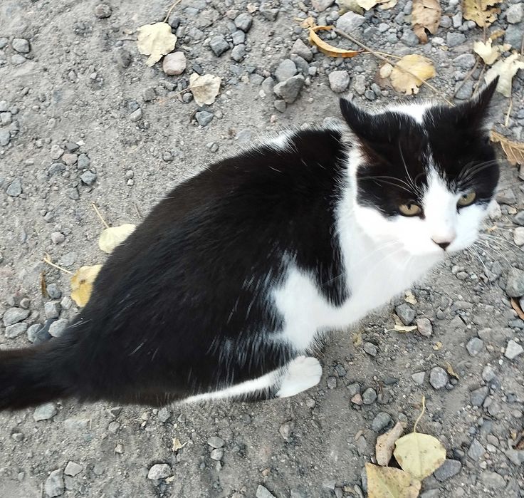 Кошка Китти ищет дом