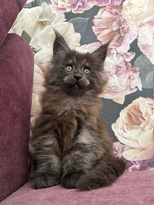 Kotka Maine Coon
