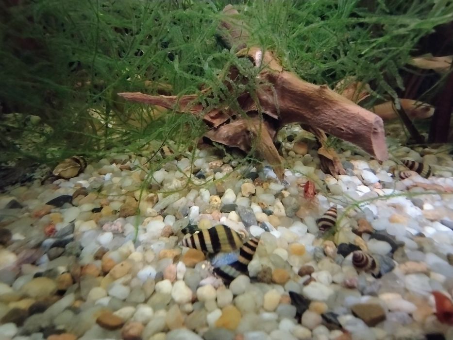 Ślimak Helenka z własnej hodowli.