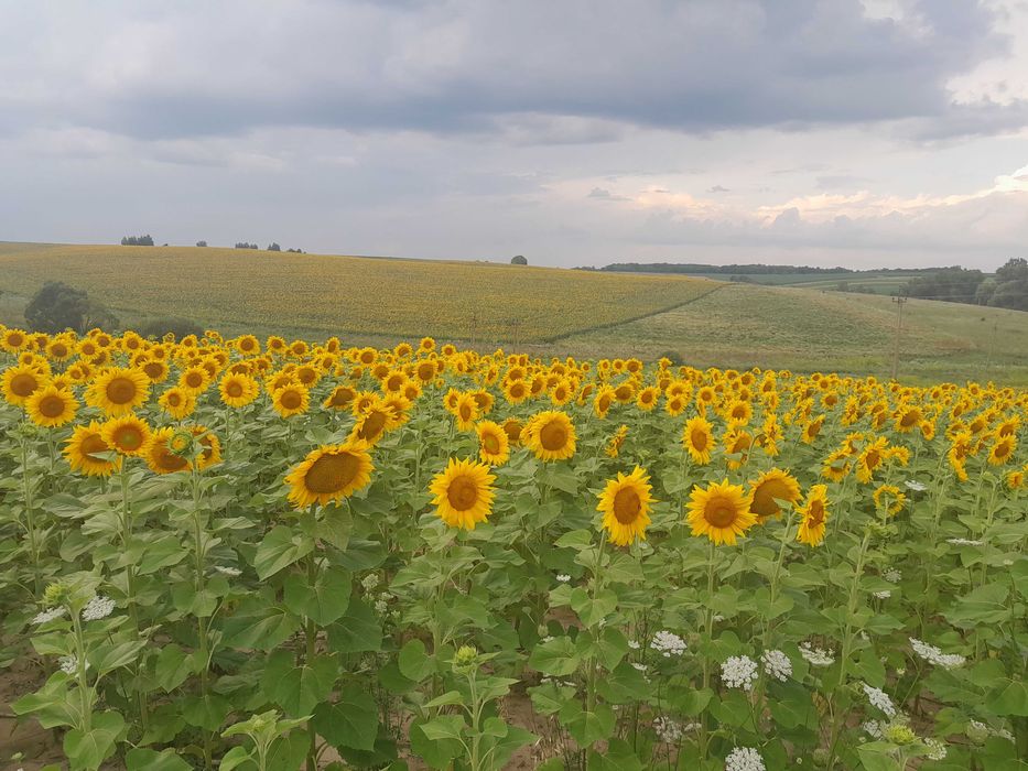 Бджолопакети, бджолосімї