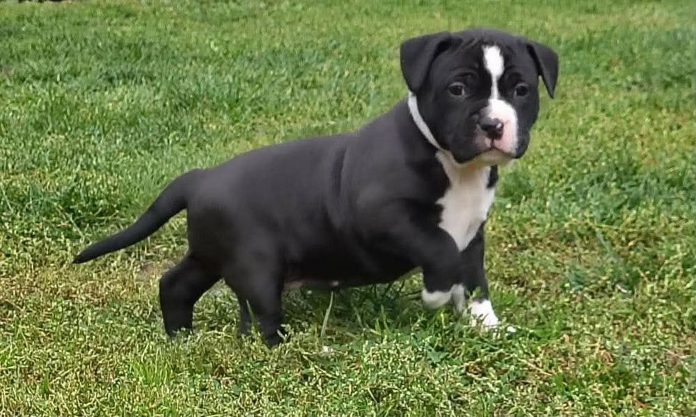 American Staffordshire Terrier 2026 ***Złota Granda *** Sunia czarna - 4 łapki białe
