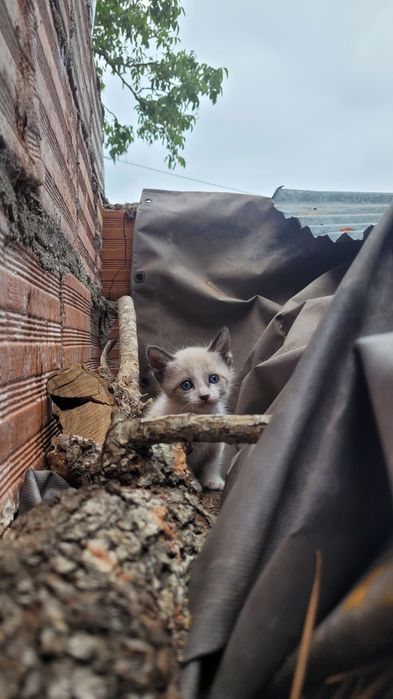 Gatos bebes para dar