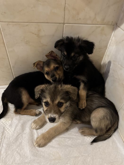 Отдам в хорошие и добрые руки