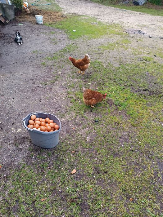 Dúzia de ovos entregue em mão