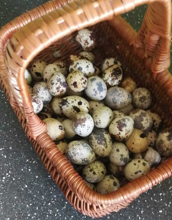 Jajka przepiórcze ekologiczne konsumpcyjne