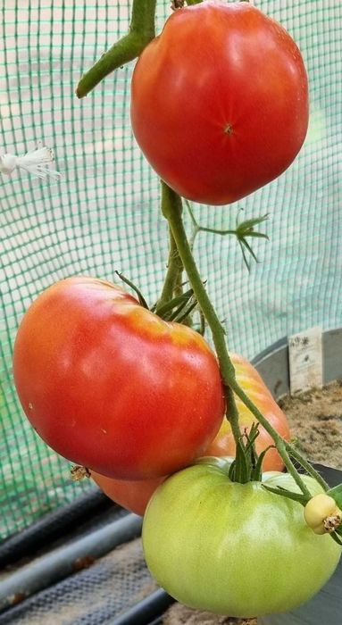 pomidor Wheel Feris nasiona kolekcjonerskie