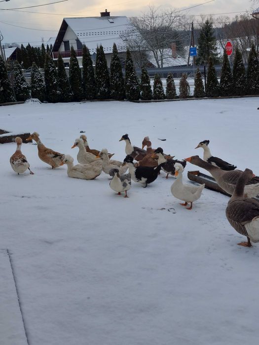 Sprzedam kaczory czubate i biegusy!