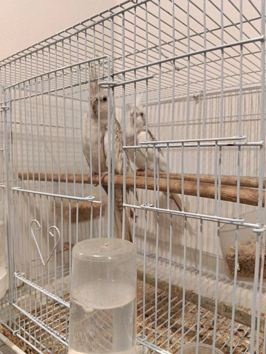 Vendo caturras e rosicolli, domesticados e selvagens