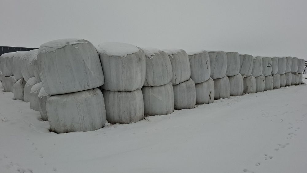 Siano /Sianokiszonka/  kiszonka   bele