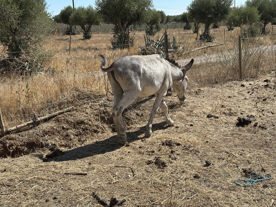 Burro pequeno Montada e Engatado