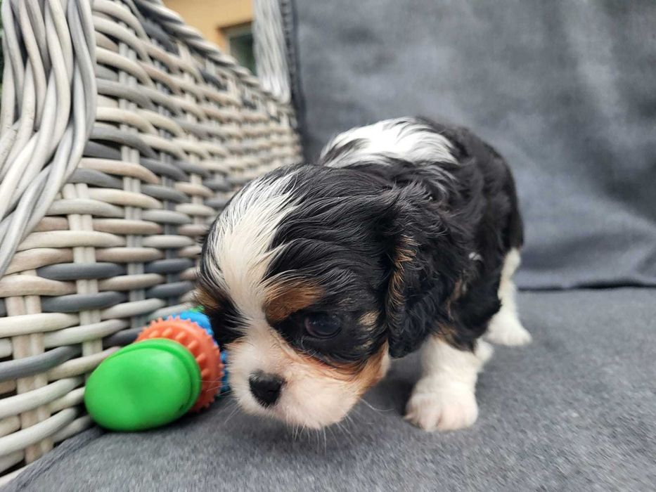 Cavalier King Charles Spaniel FCI