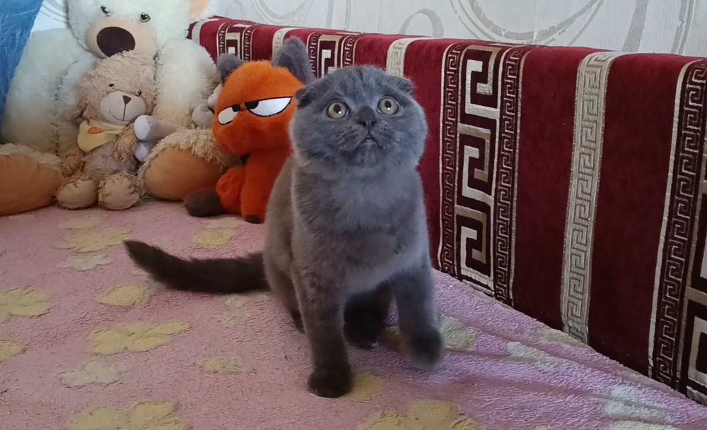 Шикарный шотландский вислоухий котёнок, мальчик,фолд