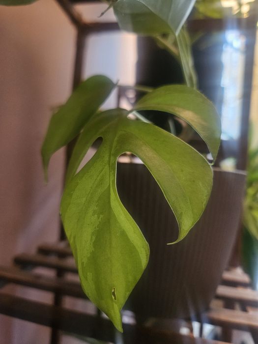 Szczepki kwiatów monstera syngonium