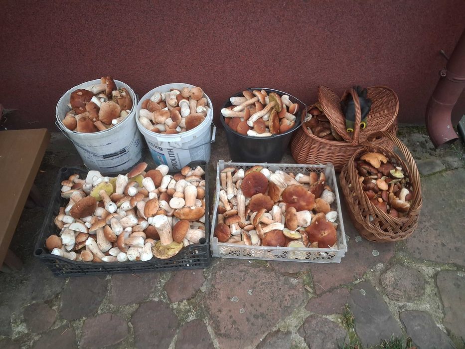 Grzyby podgrzybki i  prawdziwki świeże!!