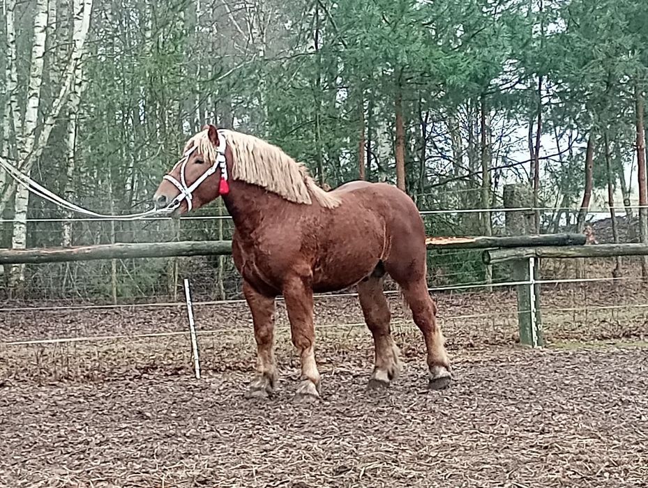 Ogier pkz typ sokólski