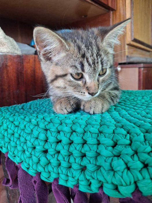Котята  дуже грайливі