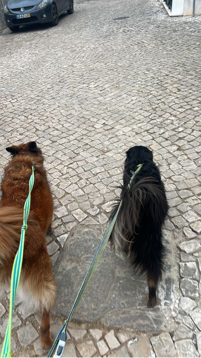 Dog walker/ pet sitting Lisboa/Cascais