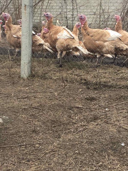 Продам інкубаційне яйце узбекских палевих індиків( индюк, индюшка)