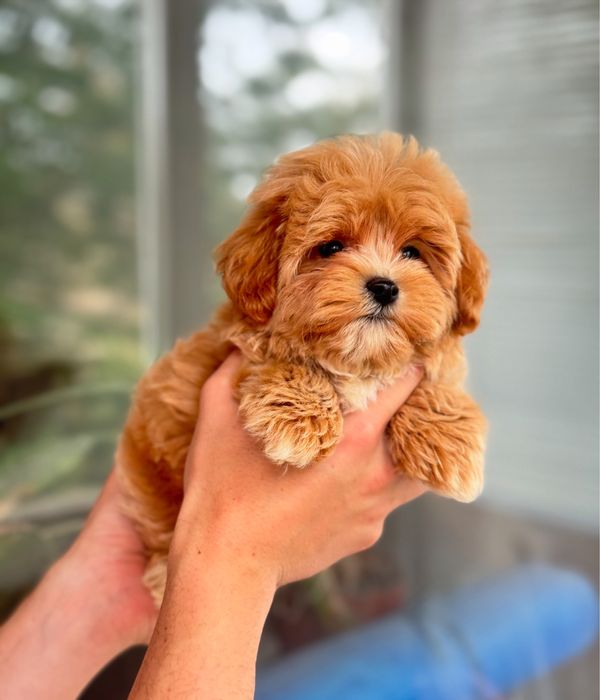 Мальтипу кривой рог мини мальчик