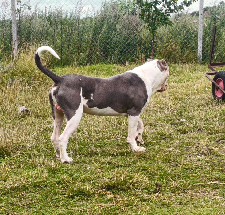 Bandog – ostatni szczeniak z miotu