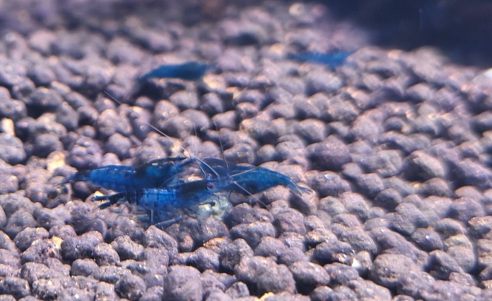Neocaridina Blue Dream - camarão