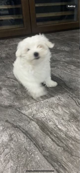 Sprzedam maltanczyka