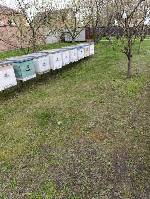 Продам бджолопакети української степової бджоли.
м.Камьянске