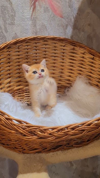 Красотка ждёт вас