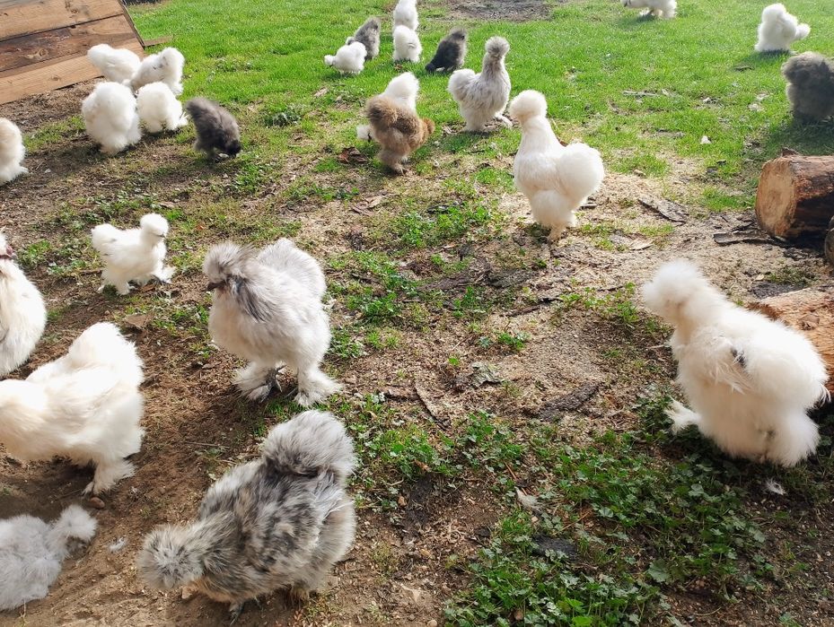 Sprzedam koguciki rasy silka