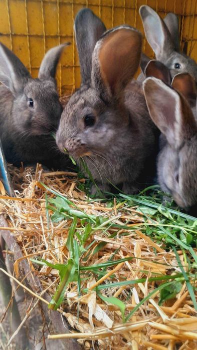 Olbrzym Belgijski młode