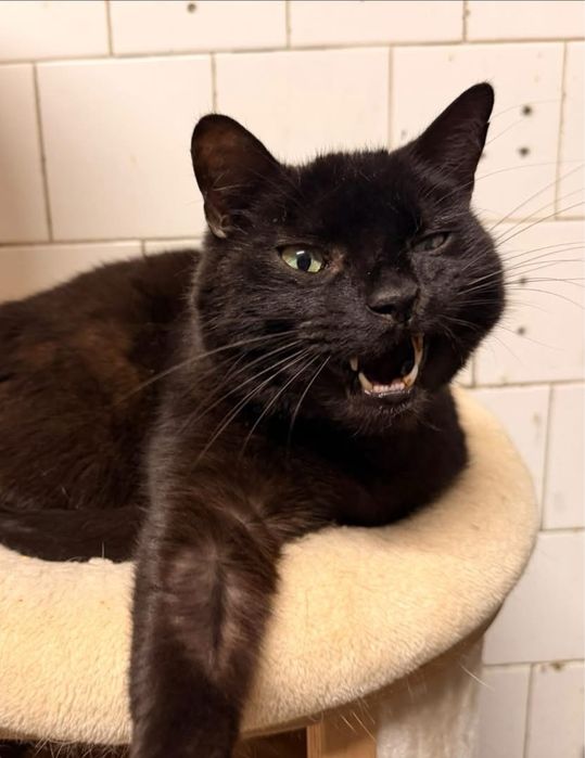 Odsam kota do adopcji