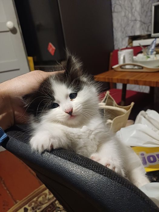 Дві киці шукают домівку