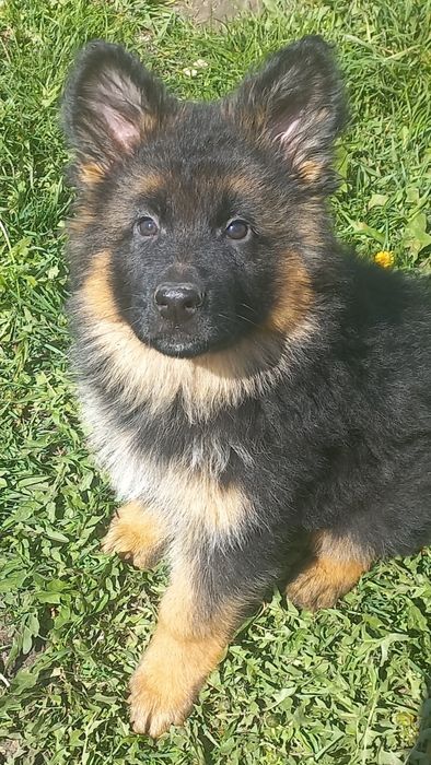 Німецька вівчарка