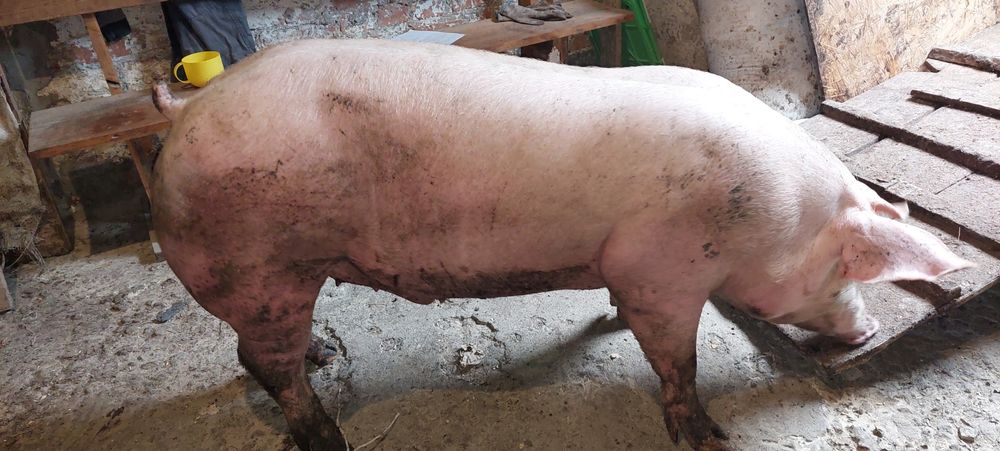 Свині м'ясні 105-130 кг 75грн